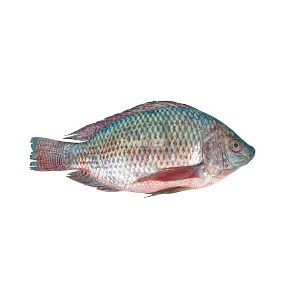 Big Tilapia 1kg