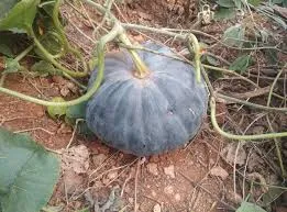 Pumpkin Big